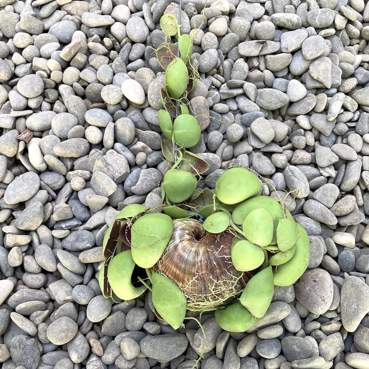 Dischidia Vidalii x Sp. Camiguin Island