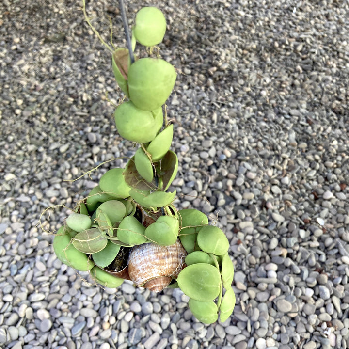 Dischidia Vidalii x Sp. Camiguin Island