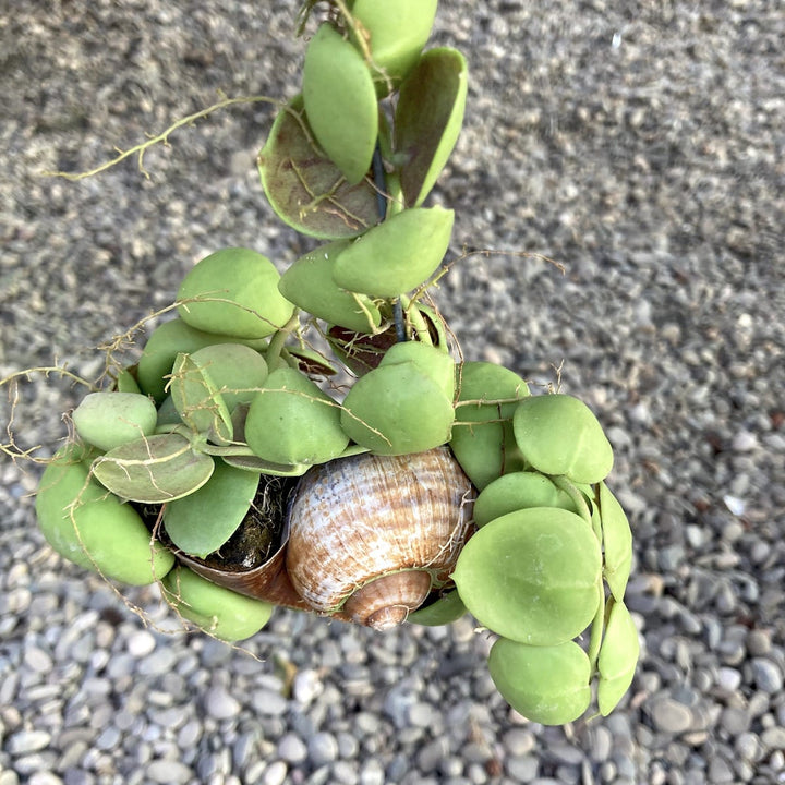 Dischidia Vidalii x Sp. Camiguin Island