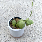 Dischidia Vidalii x Sp. Camiguin Insel