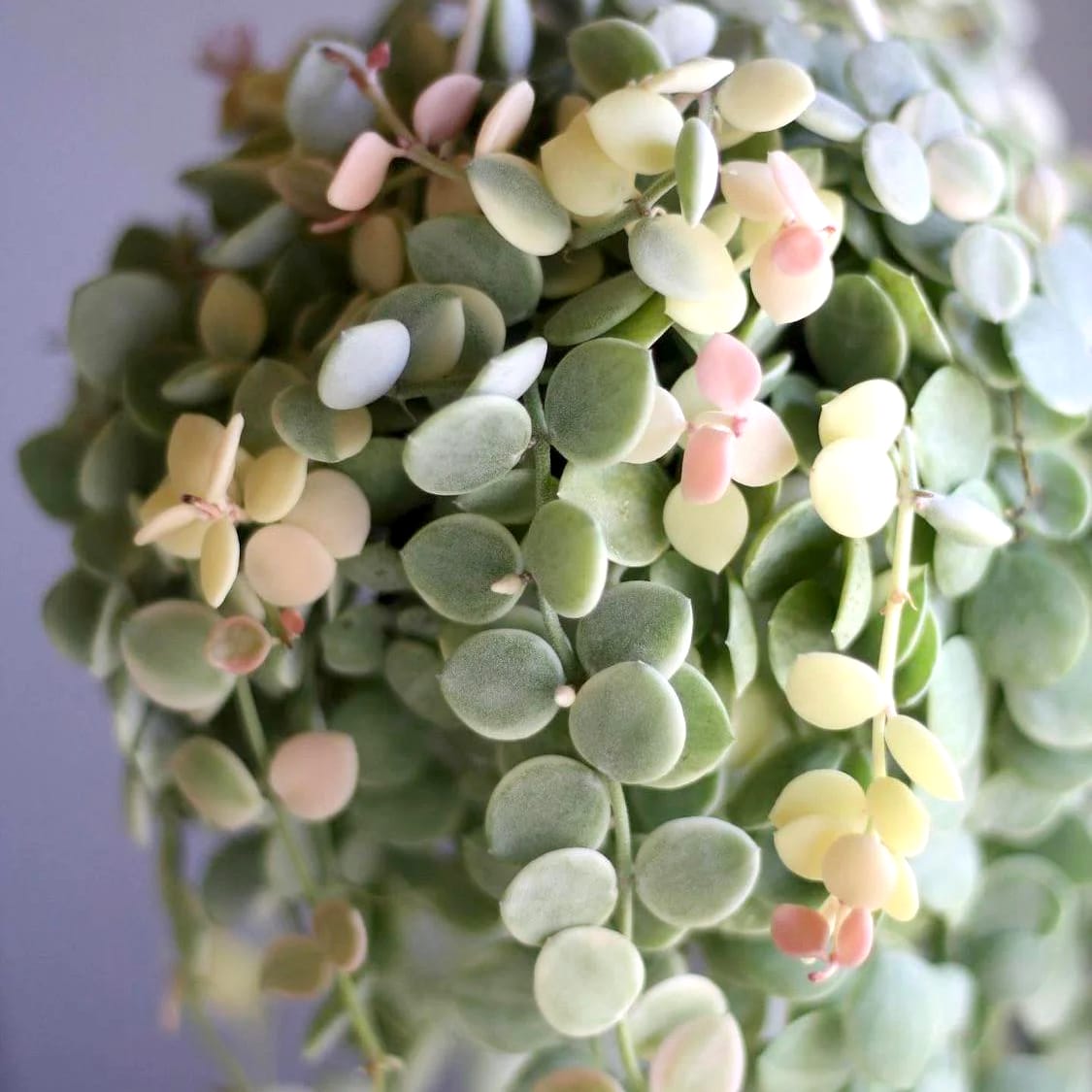 Dischidia nummularia 'Variegata' - D7