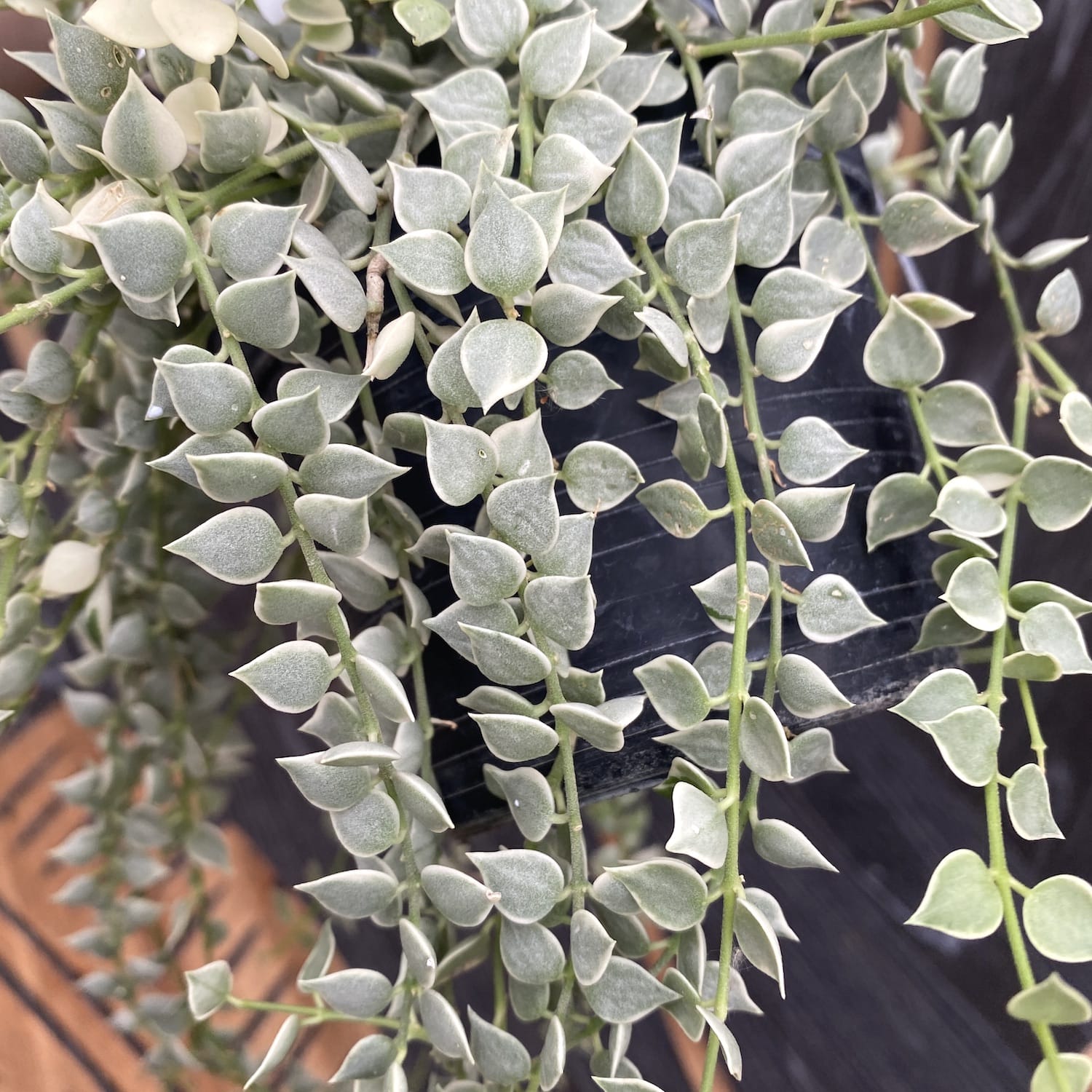 Dischidia ruscifolia 'Variegata' (Million Hearts plant)