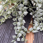 Dischidia ruscifolia 'Variegata' (Million Hearts plant)