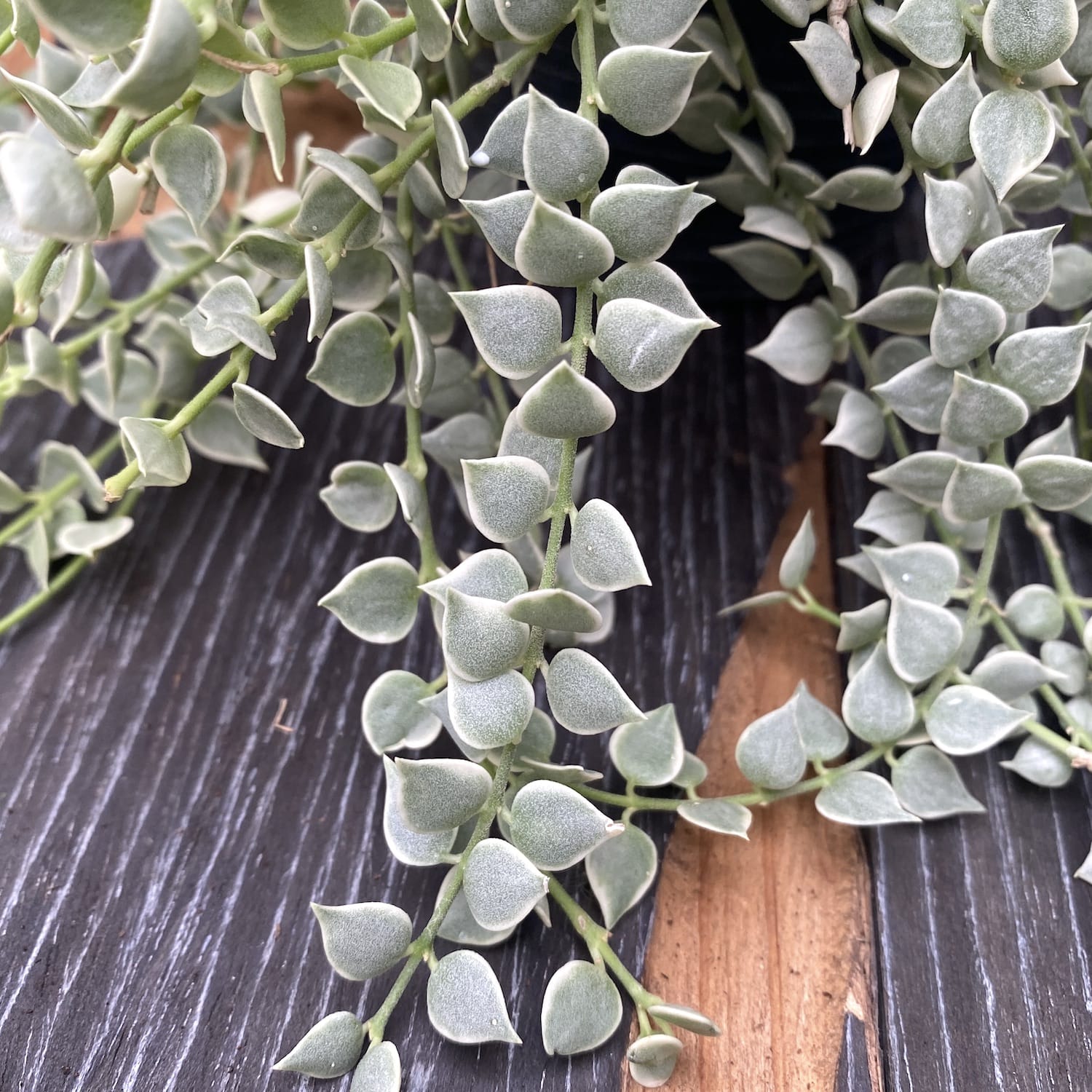Dischidia ruscifolia 'Variegata' (Million Hearts plant)