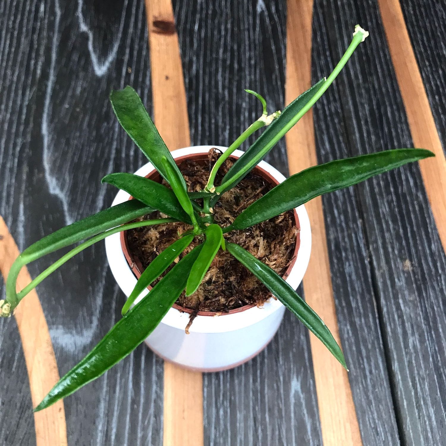 Dischidiopsis philippinensis (Dischidiopsis parasitica)