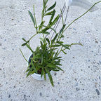 Dischidiopsis philippinensis (Dischidiopsis parasitica)