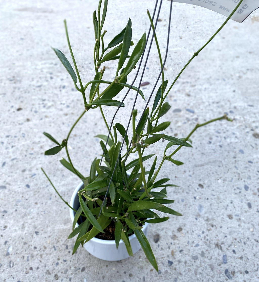 Dischidiopsis philippinensis (Dischidiopsis parasitica)