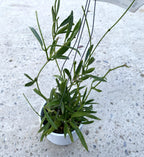 Dischidiopsis philippinensis (Dischidiopsis parasitica)