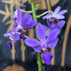 Doritaenopsis Purple Gem 'Aida'