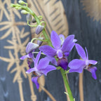 Doritaenopsis Purple Gem 'Aida'