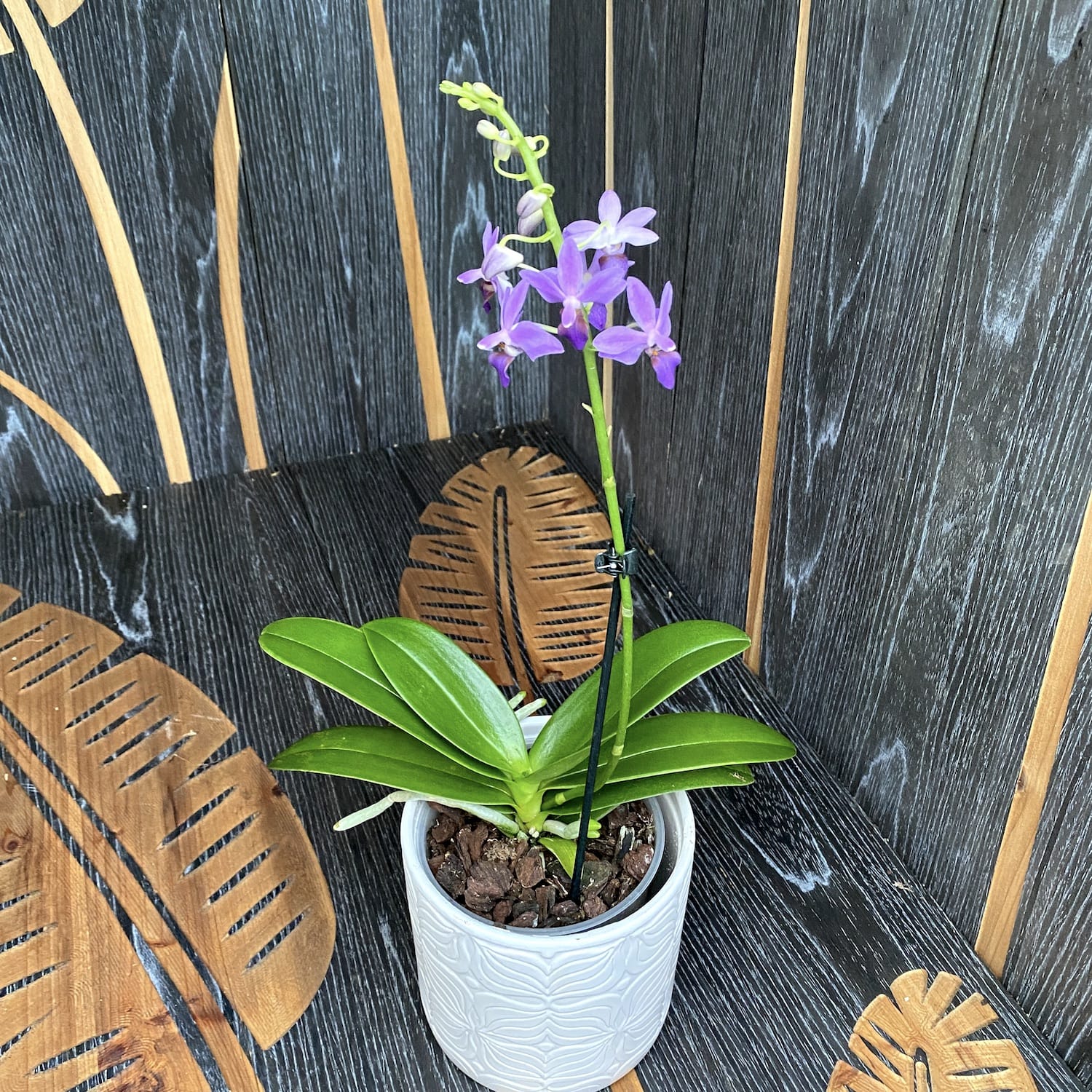 Doritaenopsis Purple Gem 'Aida'