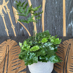 Doryopteris cordata - Antenna Fern (feriga antena)