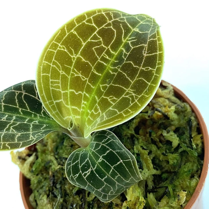 Dossinia marmorata (Jewel Orchid)