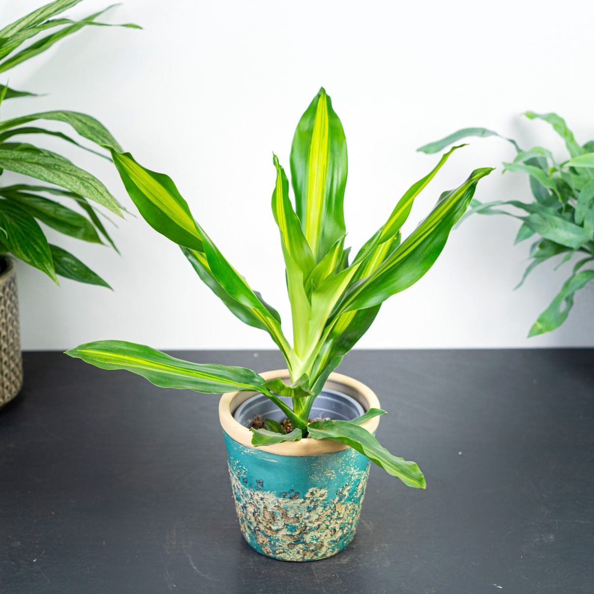 dracaena fragrans cintho Dracaena fragrans 'Cintho' – Secret Garden Plant Shop