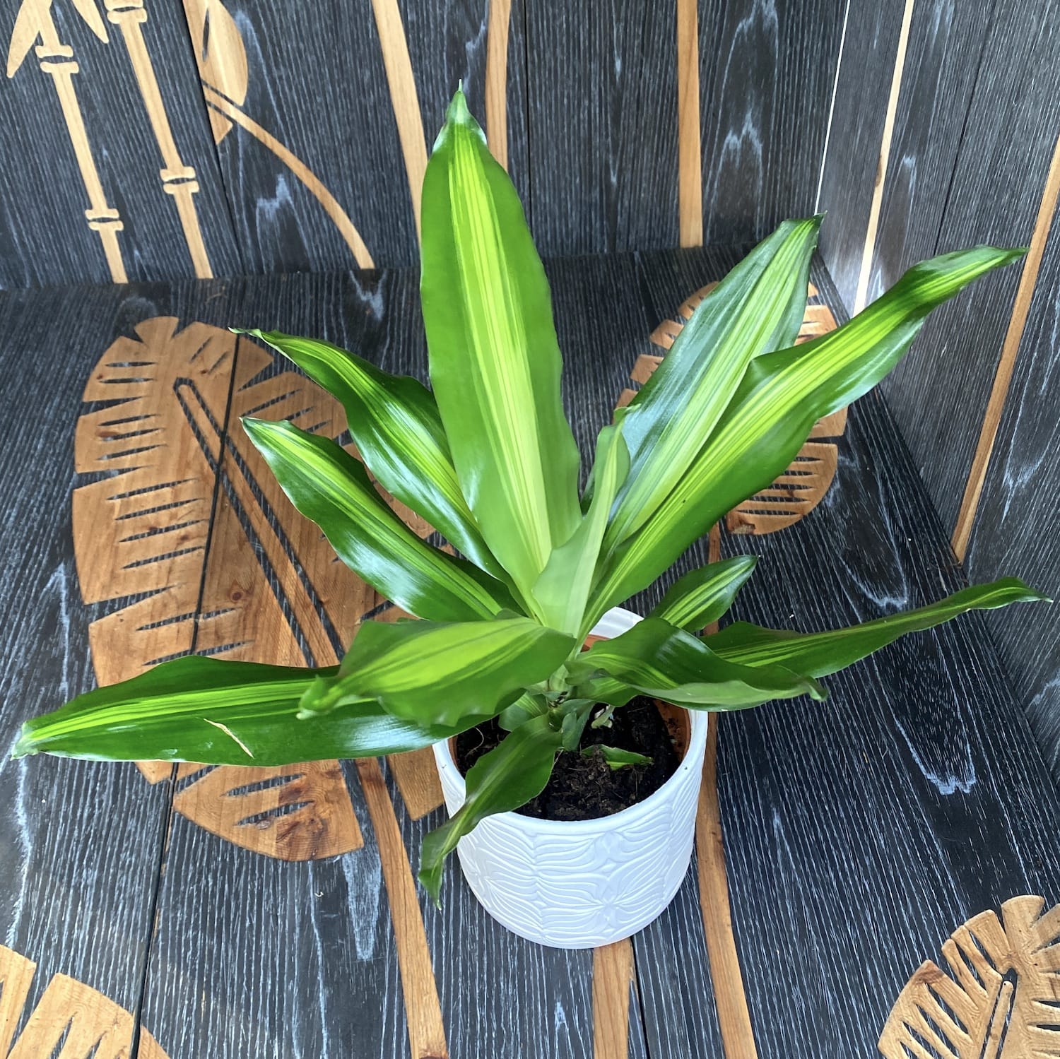 dracaena cintho cuidados Dracaena fragrans 'Cintho' – Secret Garden Plant Shop