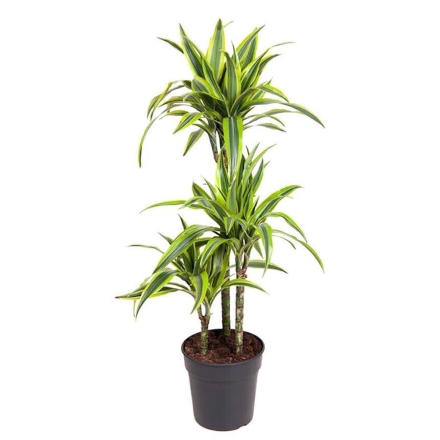 Dracaena Lemon Lime 3 tulpini