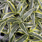 Dracaena Lemon Surprise * Babypflanze