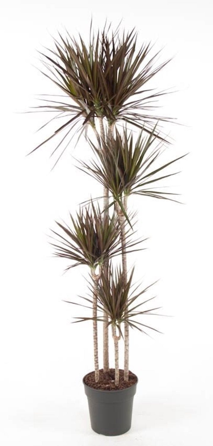 Dracaena Magenta 4 tulpini H155cm