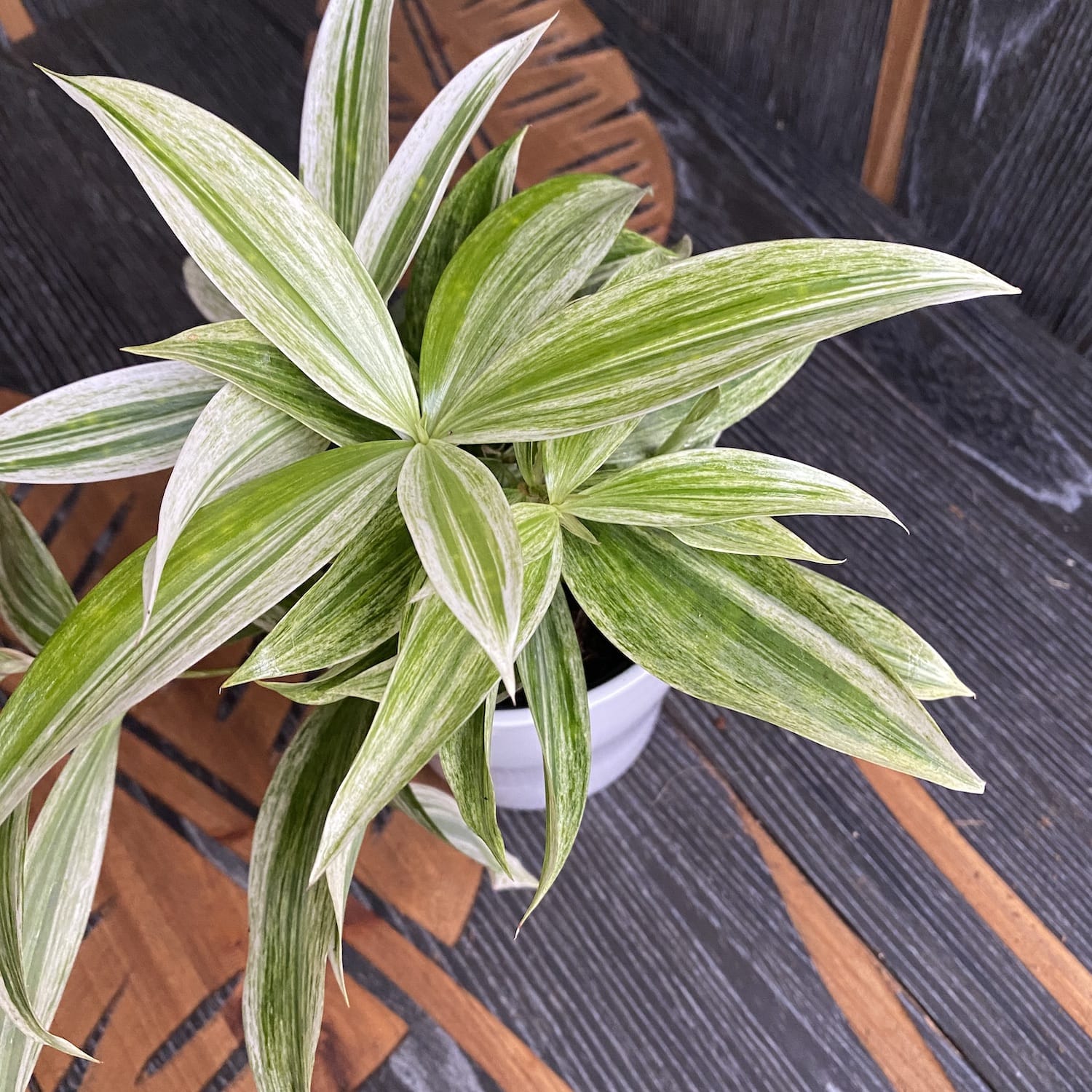 dracaena mike Dracaena Surculosa 'Mike White' – Secret Garden Plant Shop