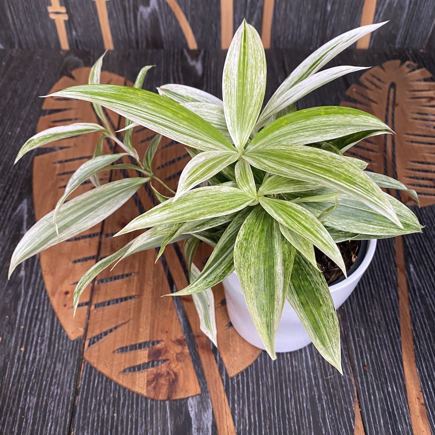 dracaena surculosa mike Dracaena Surculosa 'Mike White' – Secret Garden Plant Shop