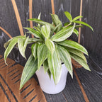 dracaena surculosa mike white Dracaena Surculosa 'Mike White' – Secret Garden Plant Shop