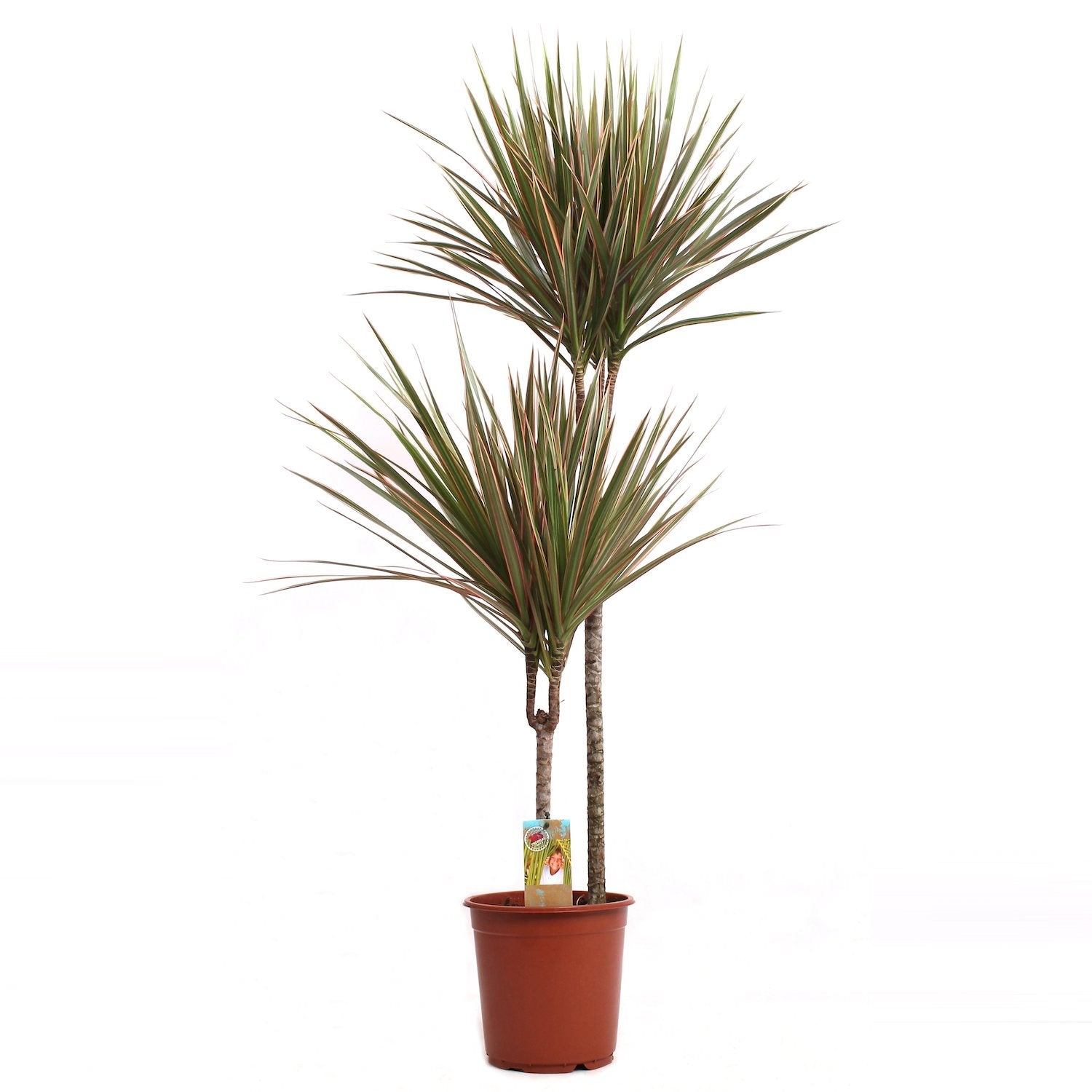 Dracaena Marginata Bicolor 2 tulpini H80 cm