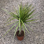 Dracaena marginata 'Sunray'