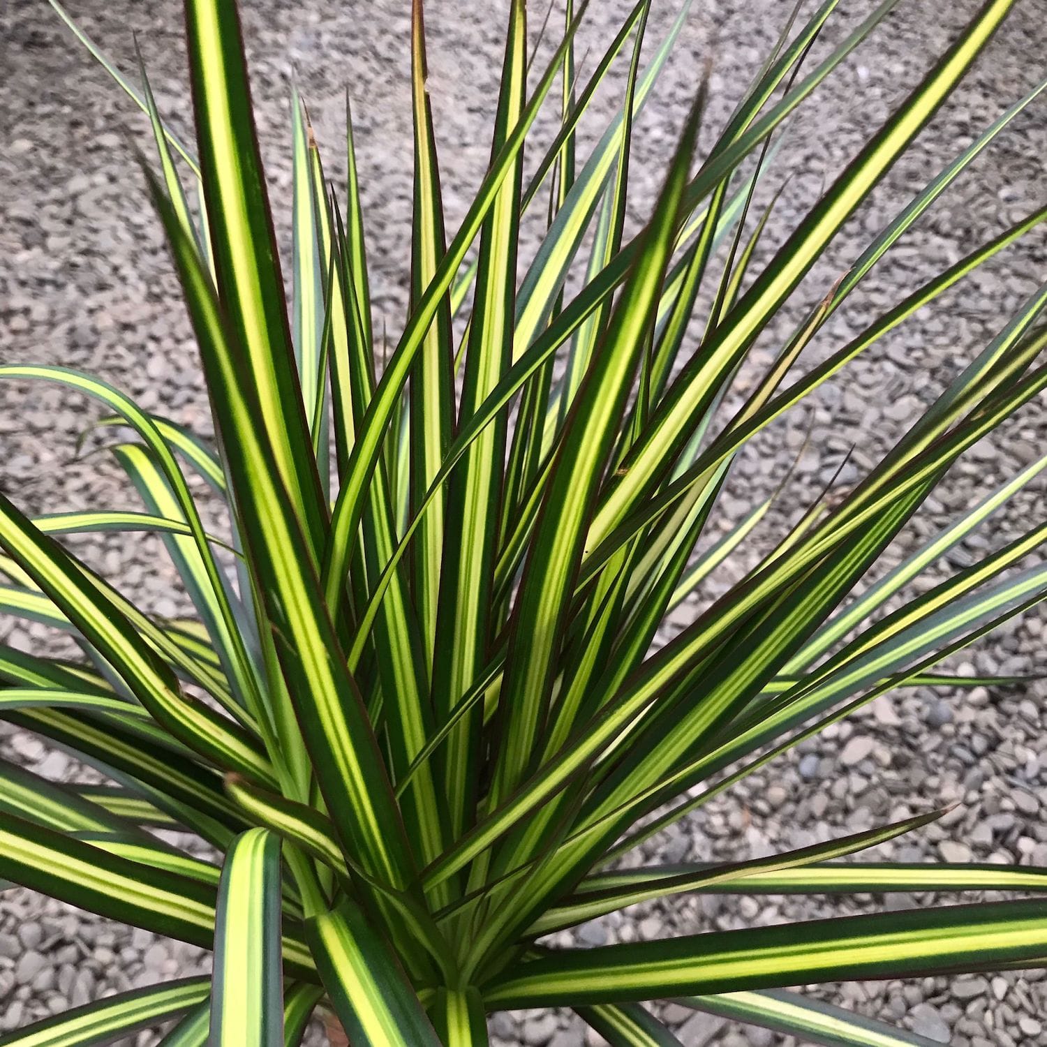 Dracaena marginata 'Sunray'
