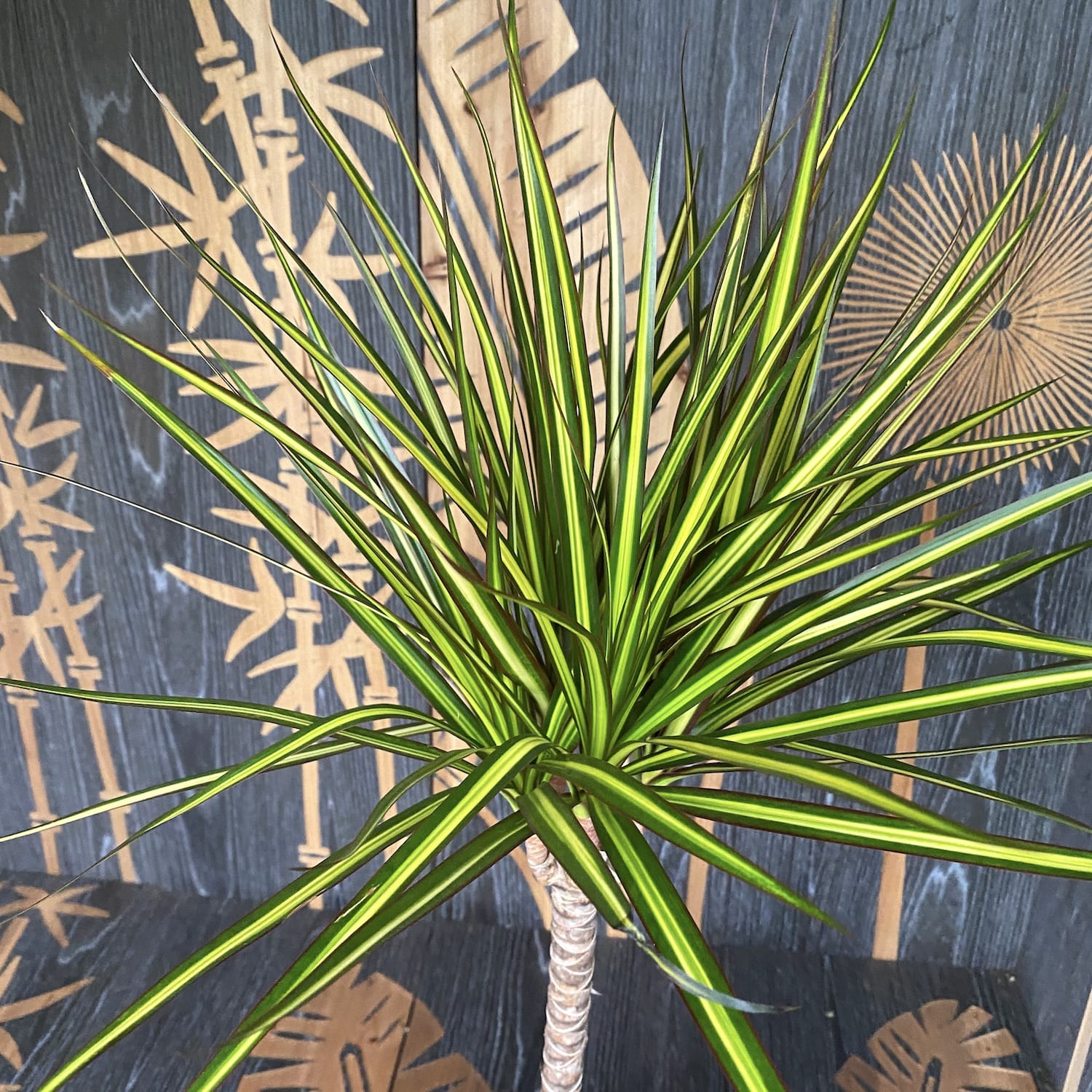 Dracaena marginata 'Sunray'