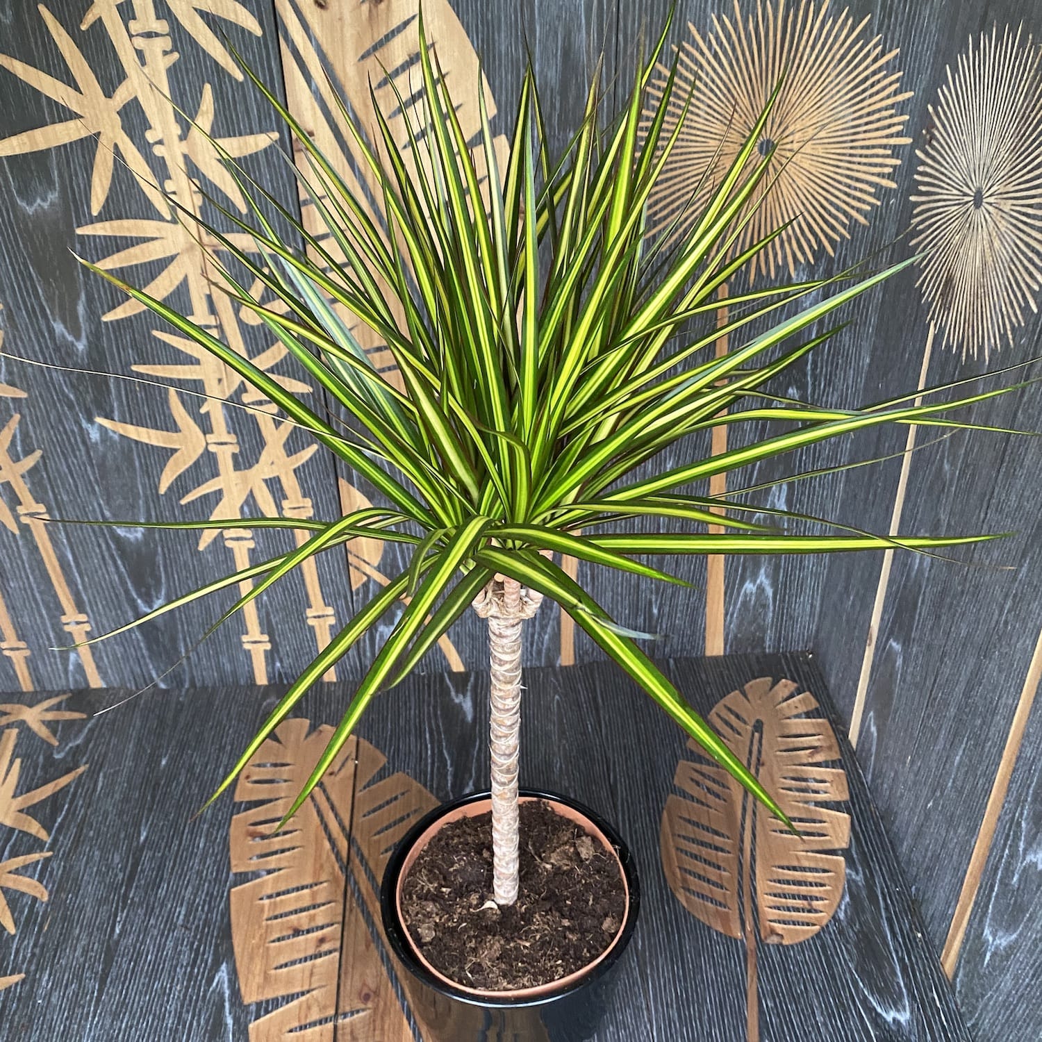 Dracaena marginata 'Sunray'