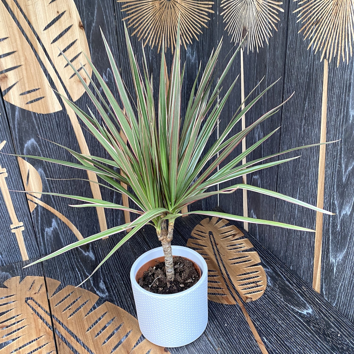 Dracena - Dracaena marginata Bicolor