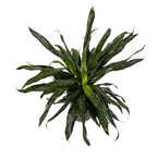 Dravieria Fireflies Green