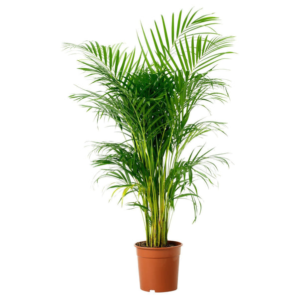 Areca palm - Chrysalidocarpus lutescens