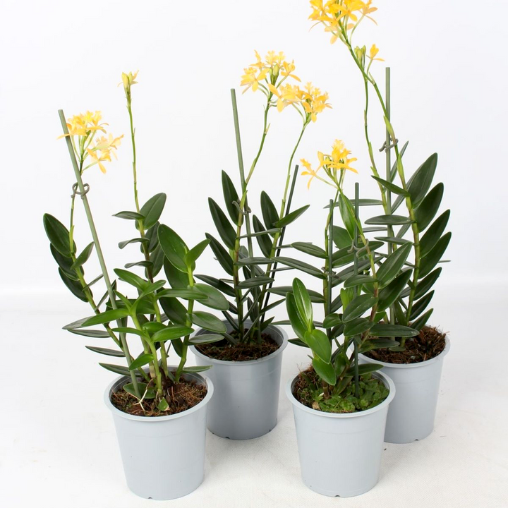 Epidendrum radicans 'Yellow'