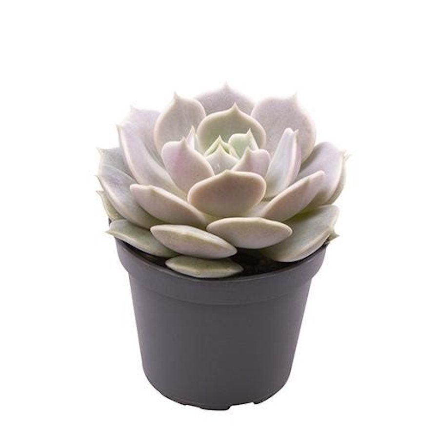 Echeveria Lola D5