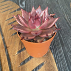 Echeveria agavoides 'Taurus'