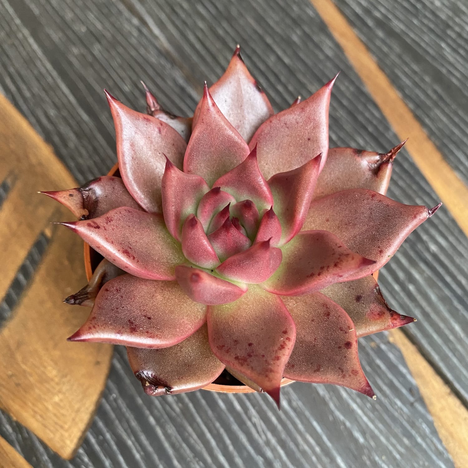 Echeveria agavoides 'Taurus'