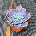 Echeveria shaviana D5