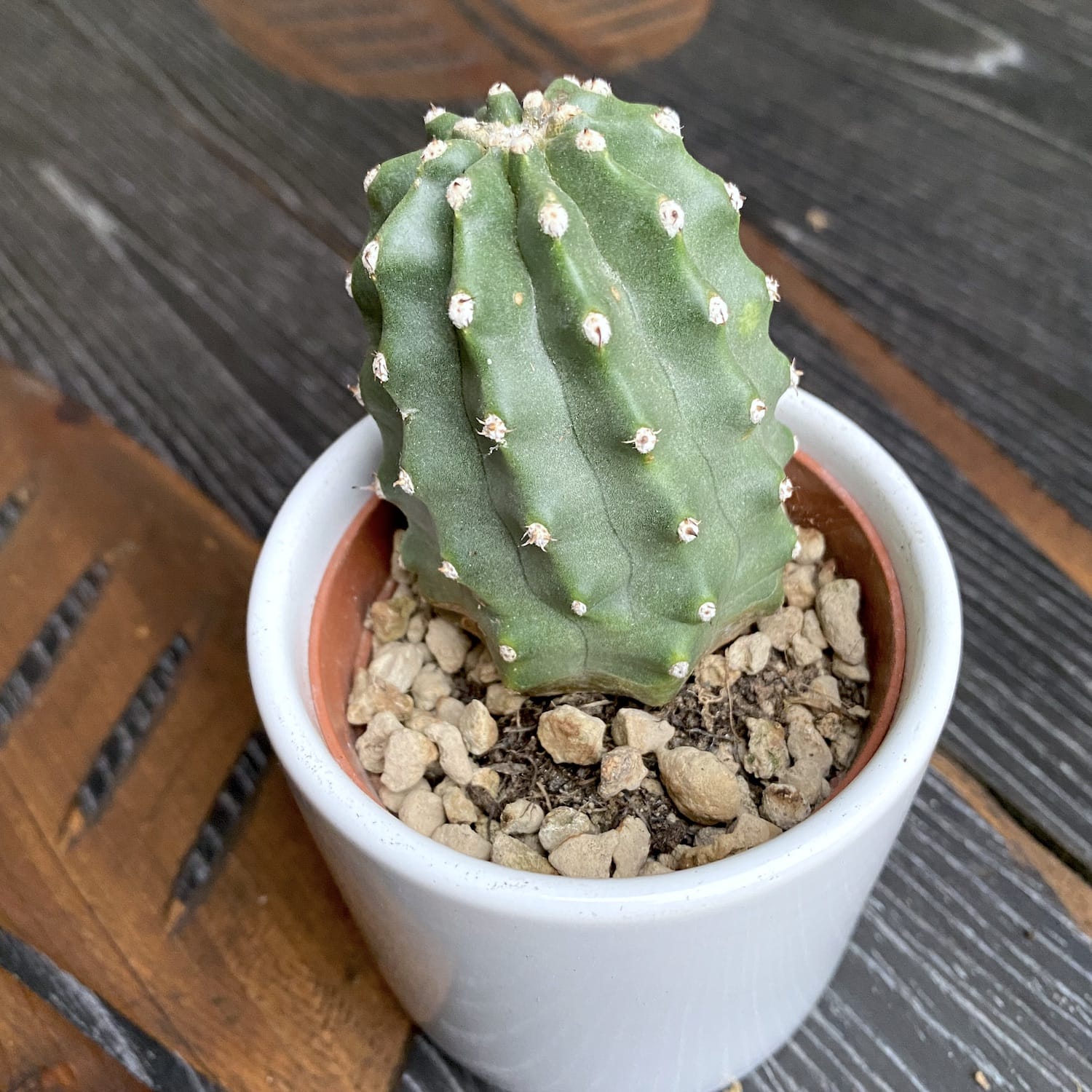 Echinocereus triglochidiatus var. mojavensis f. inermis