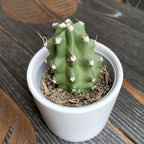 Echinocereus triglochidiatus var. mojavensis f. inermis