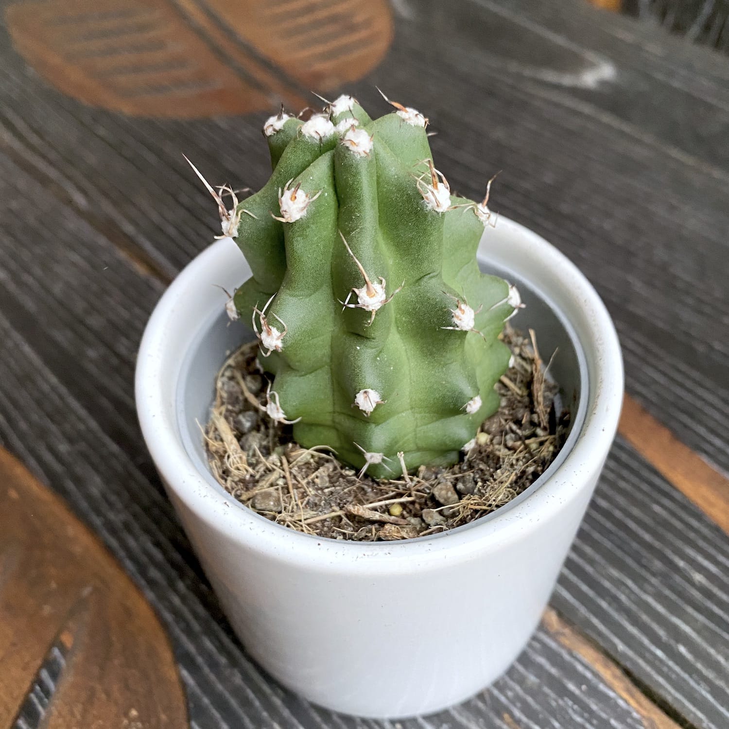 Echinocereus triglochidiatus var. mojavensis f. inermis