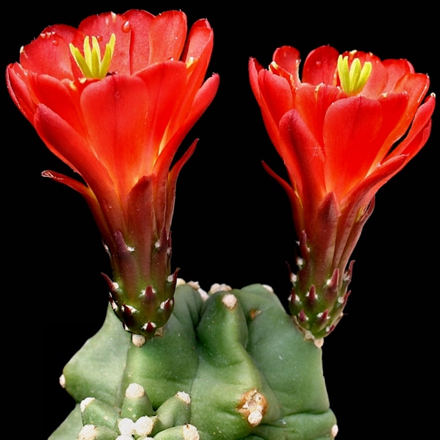 Echinocereus triglochidiatus var. mojavensis f. inermis