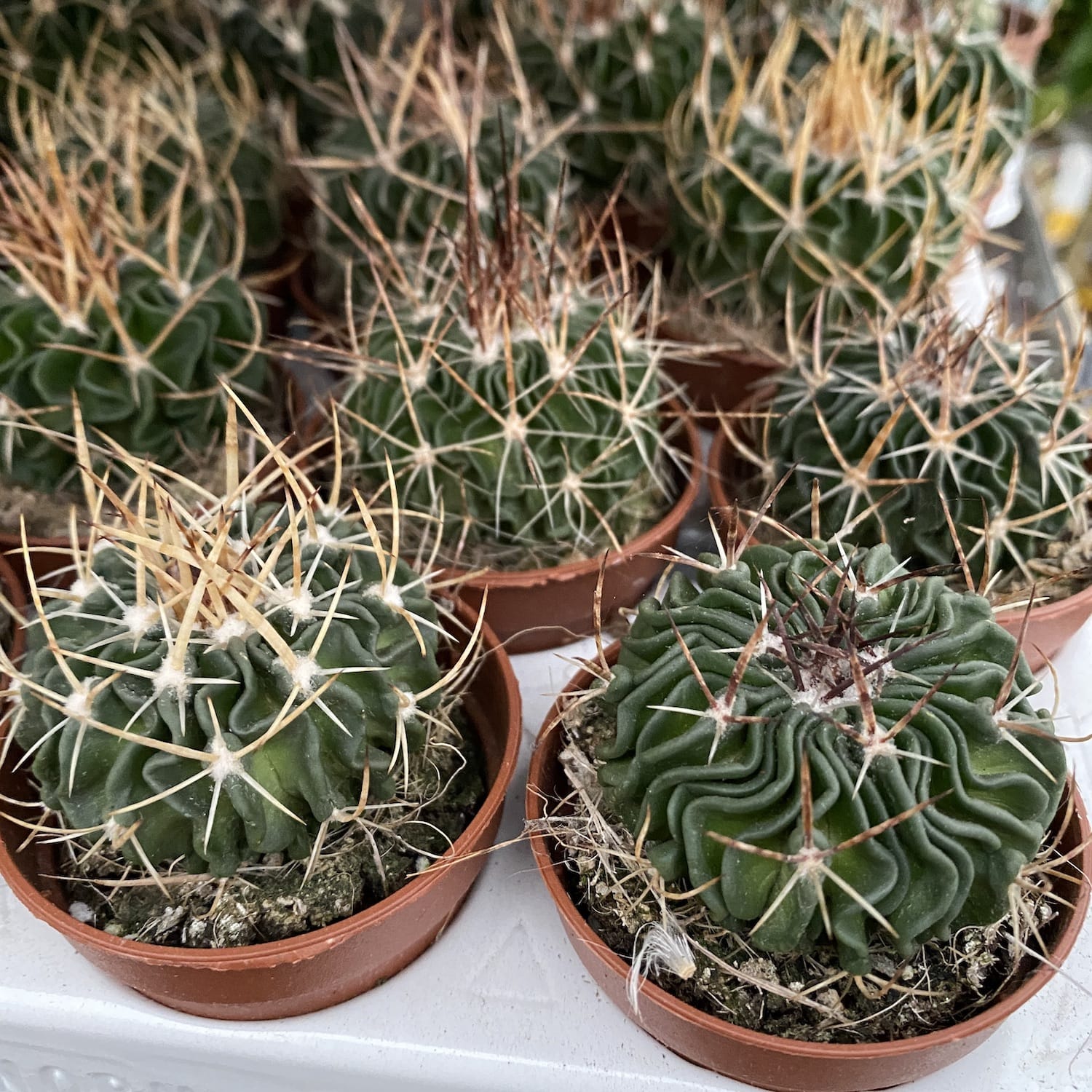 Echinofossulocactus multicostatus (Brain Plant) – Secret Garden