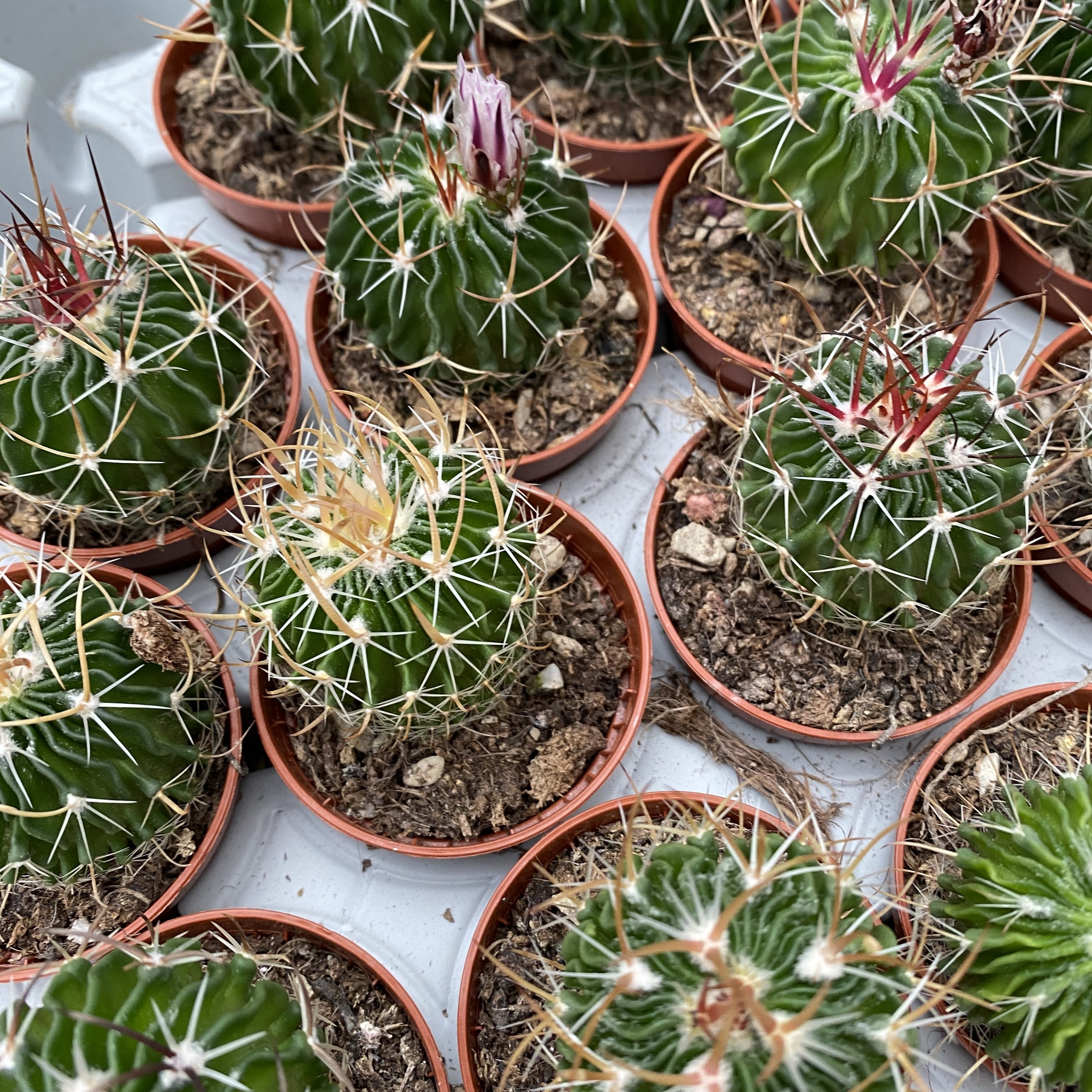 Echinofossulocactus multicostatus (Brain Plant) – Secret Garden