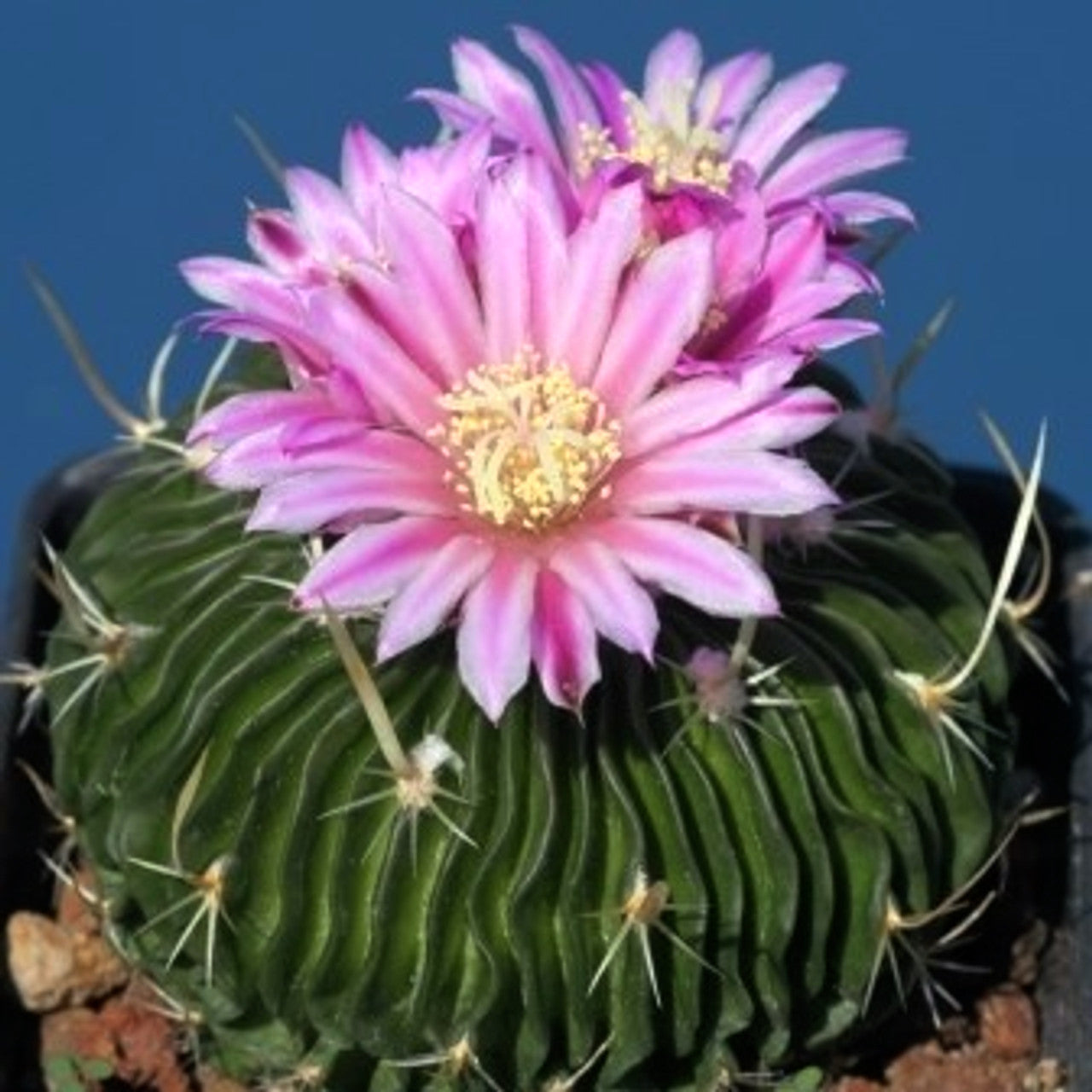 Echinofossulocactus multicostatus (Brain Plant) – Secret Garden