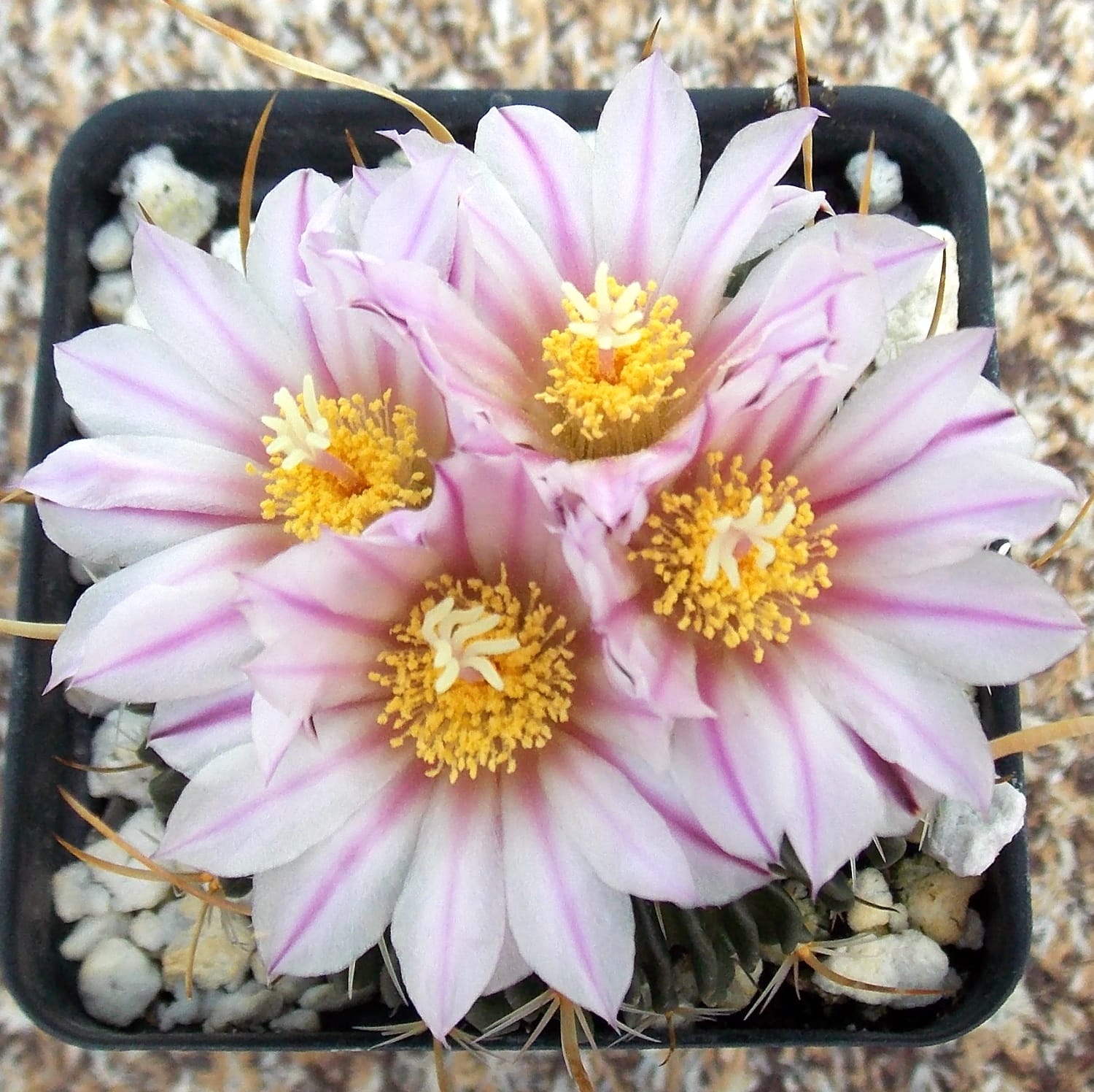 Echinofossulocactus multicostatus (Brain Plant) – Secret Garden