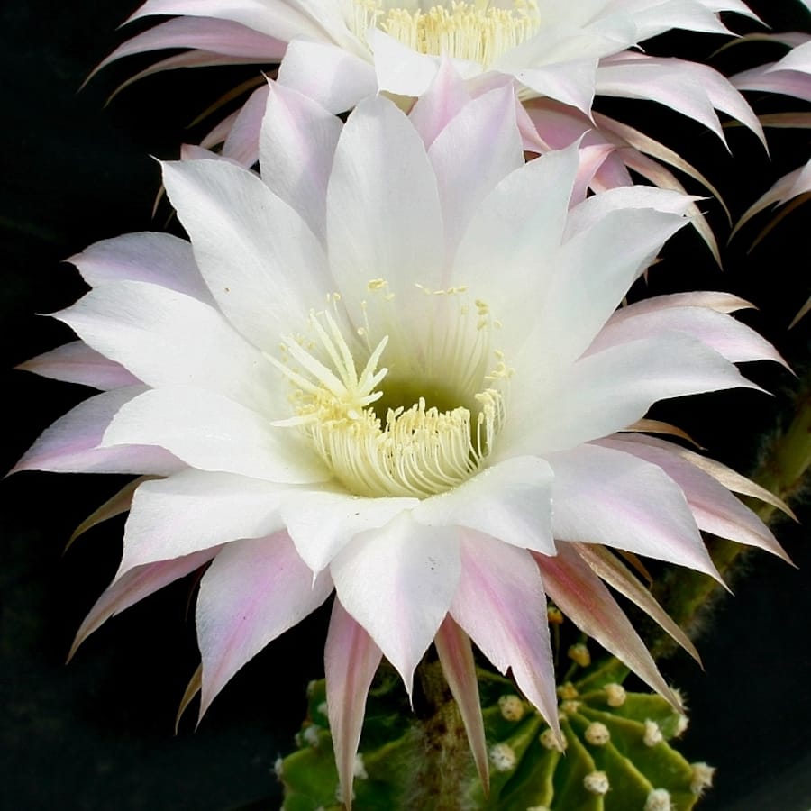Echinopsis Eyriesii - kaktus med doftande blommor