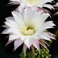 Echinopsis Eyriesii - cactus cu flori parfumate