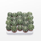 Echinopsis subdenudata (Easter Lily Cactus) - flori spectaculoase si parfumate