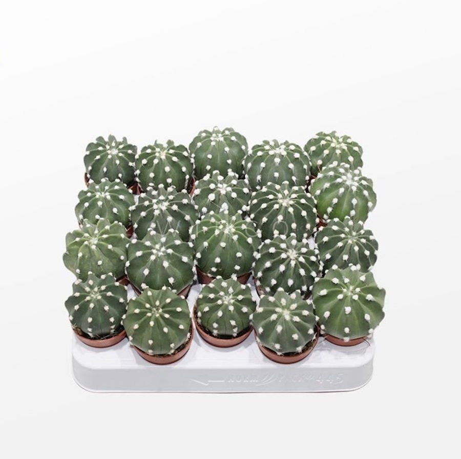 Echinopsis subdenudata (Easter Lily Cactus) - flori spectaculoase si parfumate